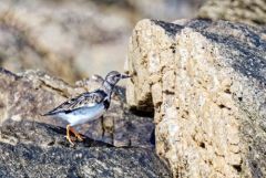 Tournepierre à collier - Arenaria interpres - Ruddy Turnstone<br>Vendée