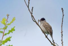 Fauvette à tête noire ♀ - Sylvia atricapilla - Eurasian Blackcap<br>Région parisienne