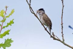 Fauvette à tête noire ♀ - Sylvia atricapilla - Eurasian Blackcap<br>Région parisienne