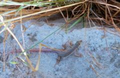 Lézard Grèque - Lacerta graeca<br>Kourion, Chypre