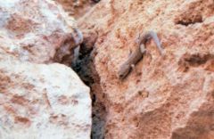 Gecko Cyrtodactyle - Cyrtodactylus kotschyi<br>Chypre