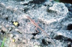 Anole brun - Norops sagrei - Brown anole<br>Floride