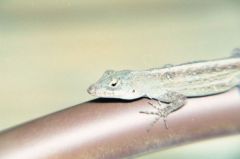 Anole brun - Norops sagrei - Brown anole<br>Floride