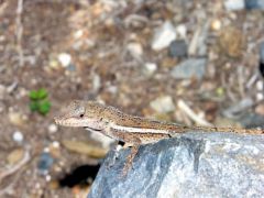 Anolis d’Anguilla - Anolis gingivinus<br>Saint-Martin