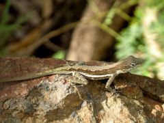 Anolis d’Anguilla - Anolis gingivinus<br>Saint-Martin