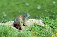 Marmotte - Marmota marmota<br>La Vanoise