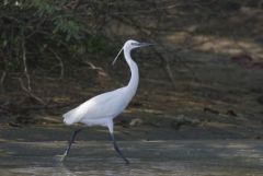 Aigrette garzette - Egretta garzetta - Little Egret<br>Tamil Nadu - தமிழ் நாடு  - Pichavaram