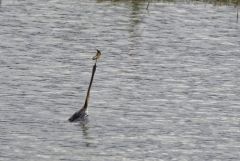 Anhinga roux - Anhinga melanogaster - Oriental Darter<br>Tamil Nadu - தமிழ் நாடு  - Vedanthangal