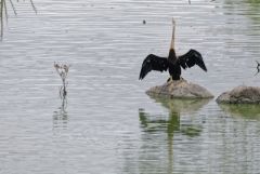 Anhinga roux - Anhinga melanogaster - Oriental Darter<br>Tamil Nadu - தமிழ் நாடு  - Vedanthangal