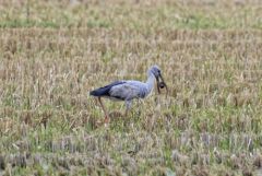 Bec-ouvert indien - Anastomus oscitans - Asian Openbill<br>Tamil Nadu - தமிழ் நாடு  