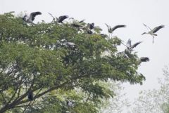 Bec-ouvert indien - Anastomus oscitans - Asian Openbill<br>Tamil Nadu - தமிழ் நாடு  