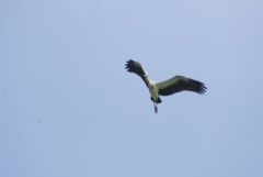 Bec-ouvert indien - Anastomus oscitans - Asian Openbill<br>Tamil Nadu - தமிழ் நாடு  