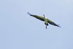 Bec-ouvert indien - Anastomus oscitans - Asian Openbill<br>Tamil Nadu - தமிழ் நாடு  -