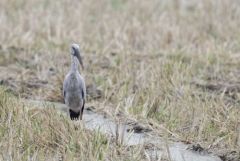 Bec-ouvert indien - Anastomus oscitans - Asian Openbill<br>Tamil Nadu - தமிழ் நாடு 