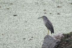 Bihoreau gris juvénile - Nycticorax nycticorax - Black-crowned Night Heron<br>Tamil Nadu - தமிழ் நாடு - Vedanthangal