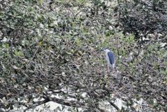 Bihoreau gris - Nycticorax nycticorax - Black-crowned Night Heron<br>Tamil Nadu - தமிழ் நாடு - Vedanthangal 