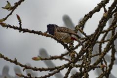 Bulbul à ventre rouge - Pycnonotus cafer - Red-vented Bulbul<br>Tamil Nadu - தமிழ் நாடு  - Nilgiris