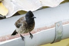 Bulbul à ventre rouge - Pycnonotus cafer - Red-vented Bulbul<br>Tamil Nadu - தமிழ் நாடு  - Nilgiris