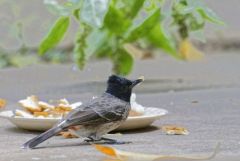 Bulbul à ventre rouge - Pycnonotus cafer - Red-vented Bulbul<br>Tamil Nadu - தமிழ் நாடு  - Nilgiris