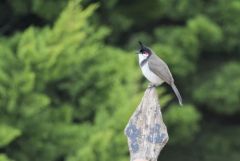 Bulbul orphée - Pycnonotus jocosus - Red-whiskered Bulbul<br>Tamil Nadu - தமிழ் நாடு  - Nilgiris