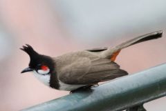 Bulbul orphée - Pycnonotus jocosus - Red-whiskered Bulbul<br>Tamil Nadu - தமிழ் நாடு  - Nilgiris