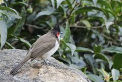 Bulbul orphée - Pycnonotus jocosus - Red-whiskered Bulbul<br>Tamil Nadu - தமிழ் நாடு  - Nilgiris