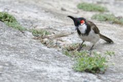 Bulbul orphée - Pycnonotus jocosus - Red-whiskered Bulbul<br>Tamil Nadu - தமிழ் நாடு  - Nilgiris