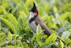 Bulbul orphée - Pycnonotus jocosus - Red-whiskered Bulbul<br>Tamil Nadu - தமிழ் நாடு  - Nilgiris