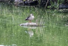 Canard à bec tacheté - Anas poecilorhyncha - Indian Spot-billed Duck<br>Tamil Nadu - தமிழ் நாடு  - Vedanthangal