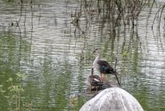 Canard à bec tacheté - Anas poecilorhyncha - Indian Spot-billed Duck<br>Tamil Nadu - தமிழ் நாடு  - Vedanthangal