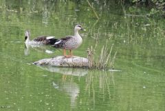 Canard à bec tacheté - Anas poecilorhyncha - Indian Spot-billed Duck<br>Tamil Nadu - தமிழ் நாடு  - Vedanthangal