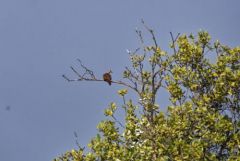 Carpophage pauline - Ducula aenea - Green Imperial Pigeon<br>Tamil Nadu - தமிழ் நாடு 