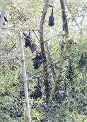 Roussette d'Inde - Pteropus giganteus - Indian flying fox<br>Tamil Nadu - தமிழ் நாடு  - Vedanthangal