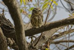 Chevêche brame - Athene brama - Spotted Owlet<br>Tamil Nadu - தமிழ் நாடு - Vedanthangal