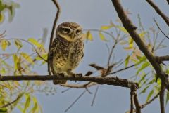 Chevêche brame (Athene brama - Spotted Owlet)<br>Tamil Nadu - தமிழ் நாடு  - Vedanthangal