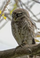 Chevêche brame (Athene brama - Spotted Owlet)<br>Tamil Nadu - தமிழ் நாடு - Vedanthangal 