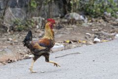 Coq bankiva - Gallus gallus - Red Junglefowl<br>Tamil Nadu - தமிழ் நாடு 