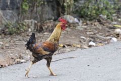 Coq bankiva - Gallus gallus - Red Junglefowl<br>Tamil Nadu - தமிழ் நாடு  