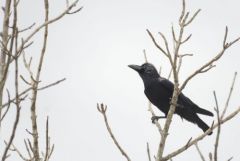 Corbeau à gros bec - Corvus macrorhynchos - Large-billed Crow<br>Tamil Nadu - தமிழ் நாடு 