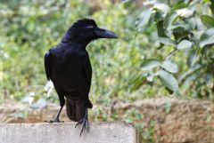 Corbeau à gros bec - Corvus macrorhynchos - Large-billed Crow<br>Tamil Nadu - தமிழ் நாடு 