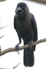 Corbeau familier - Corvus splendens - House Crow<br>Tamil Nadu - தமிழ் நாடு 