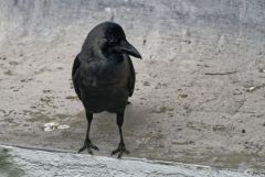 Corbeau familier - Corvus splendens - House Crow<br>Tamil Nadu - தமிழ் நாடு 