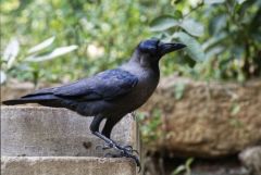 Corbeau familier - Corvus splendens - House Crow<br>Tamil Nadu - தமிழ் நாடு 