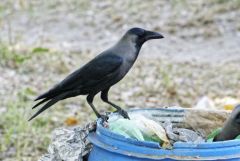 Corbeau familier - Corvus splendens - House Crow<br>Tamil Nadu - தமிழ் நாடு 