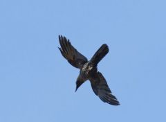 Corbeau familier - Corvus splendens - House Crow<br>Tamil Nadu - தமிழ் நாடு 