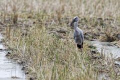 Bec-ouvert indien - Anastomus oscitans - Asian Openbill<br>Tamil Nadu - தமிழ் நாடு  