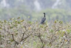 Cormoran à cou brun - Phalacrocorax fuscicollis - Indian Cormorant<br>Tamil Nadu - தமிழ் நாடு   - Vedanthangal