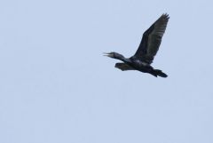 Cormoran à cou brun - Phalacrocorax fuscicollis - Indian Cormorant<br>Tamil Nadu - தமிழ் நாடு   - Vedanthangal