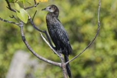 Cormoran de Vieillot - Microcarbo niger - Little Cormorant<br>Tamil Nadu - தமிழ் நாடு  - Pichavaram