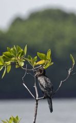 Cormoran de Vieillot - Microcarbo niger - Little Cormorant<br>Tamil Nadu - தமிழ் நாடு  - Pichavaram